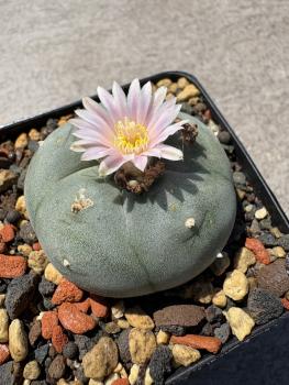 Lophophora williamsii